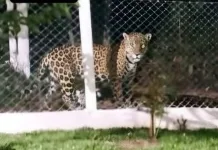 PM Ambiental investiga veracidade de imagem de onça-pintada em Chapecó