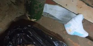 Moradora relata morte cruel de animal de estimação