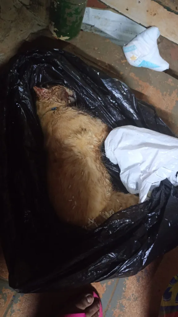 Moradora relata morte cruel de animal de estimação