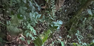 Homem é preso por furto de fios de cobre em Concórdia