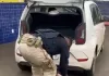 PRF intercepta carga de maconha no Meio-Oeste catarinense