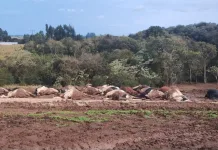 Cerca de 30 vacas morrem eletrocutadas após queda de cabo de energia em propriedade rural de Abelardo Luz