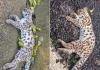 Dois gatos-maracajá são encontrados mortos no Centro de Xavantina