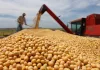 Cotações da soja avançam com chegada do El Niño (Agro)