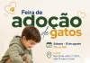 Gatos resgatados em apartamento primeiros animais serão encaminhados para adoção