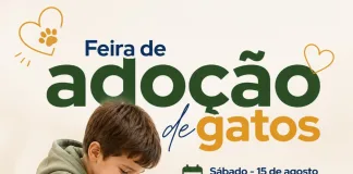 Gatos resgatados em apartamento primeiros animais serão encaminhados para adoção