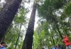 Projeto “A Criança e a Natureza” inicia ciclo de visitas de 2026 em Piratuba