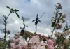 Nova floração das cerejeiras no Museu Fritz Plaumann