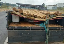 PRF apreende meio tonelada de agrotóxico contrabandeado escondido sob toras de madeira no Oeste de SC PRF apreende meio tonelada de agrotóxico contrabandeado escondido sob toras de madeira no Oeste de SC