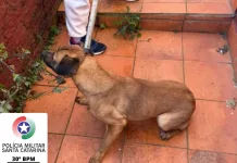 Cão é encontrado em situação de maus-tratos em uma residência na cidade de Xaxim