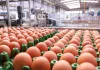Cresce o mercado de ovos (Agro)