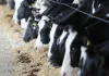 Novidades na alimentação animal (Agro)